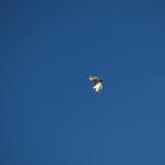 cambria2012_0232 (November 03, 2012)